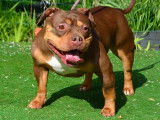 Chienne American Bully pocket &agrave; vendre