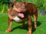 Chienne American Bully pocket &agrave; vendre