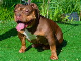 Chienne American Bully pocket &agrave; vendre