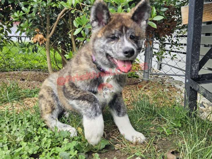 Chiots Akita Inu bringés disponible