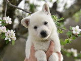 Chiots Berger Blanc Suisse LOF à vendre