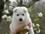 Chiots Berger Blanc Suisse LOF à vendre