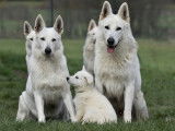Chiots Berger Blanc Suisse LOF à vendre