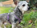 Chien Croisé Chihuahua de 9 ans, cherche une maison calme