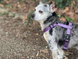 Chien Croisé Chihuahua de 9 ans, cherche une maison calme