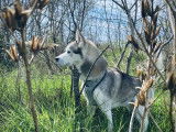 Mâle Husky Sibérien disponible pour saillie