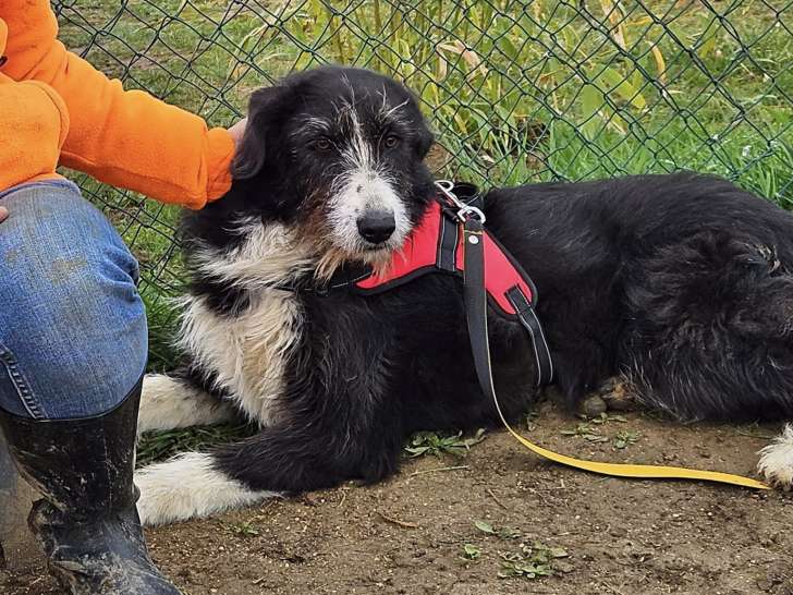Adoption : Vicky, chien croisé noir et blanc de 3 ans