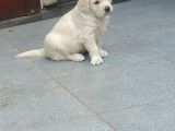 1 chiot femelle Golden Retriever &agrave; vendre