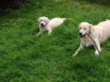 1 chiot femelle Golden Retriever &agrave; vendre