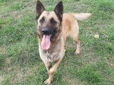 Chien Berger Malinois femelle de 2 ans à adopter