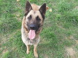 Chien Berger Malinois femelle de 2 ans à adopter