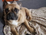Chien Bouledogue Francais de 4 ans disponible à l'adoption