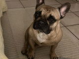Chien Bouledogue Francais de 4 ans disponible à l'adoption