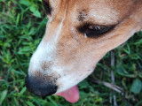 Chienne Beagle à vendre