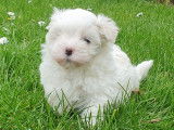 Chiots Bichon Maltais de très petit gabarit à vendre