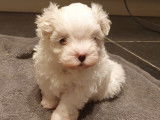 Chiots Bichon Maltais de très petit gabarit à vendre