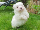 Chiots Bichon Maltais de très petit gabarit à vendre