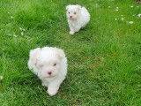 Chiots Bichon Maltais de très petit gabarit à vendre