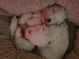 Chiots Bichon Maltais de très petit gabarit à vendre