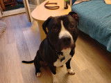 Ice, mâle American Staffordshire Terrier disponible pour saillie