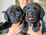 Chiots labradors Normandie