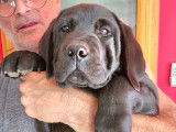 Vénom chiot labrador Normandie