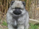 Chiots Spitz Allemand Loup LOF