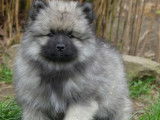 Chiots Spitz Allemand Loup LOF