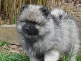 Chiots Spitz Allemand Loup LOF