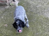 À vendre : chien Setter Anglais femelle LOF