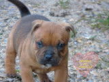 À réserver : 2 chiots Staffie LOF