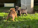 À réserver : 2 chiots Staffie LOF