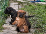 À réserver : 2 chiots Staffie LOF