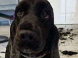 Chienne Cocker Anglais Spaniel LOF noire à vendre