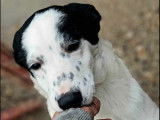 Chiot femelle disponible à l’adoption
