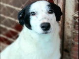 Chiot femelle disponible à l’adoption