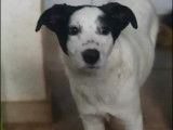 Chiot femelle disponible à l’adoption