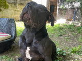 Mâle American Bully standard disponible pour saillie