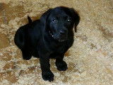 Chiots Labrador Retriever à vendre