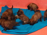 11 chiots Bergers Belges Tervuerens LOF à réserver