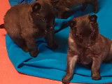 11 chiots Bergers Belges Tervuerens LOF à réserver