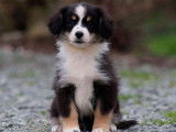 À vendre : un chiot femelle Berger Américain Miniature LOF noire tricolore