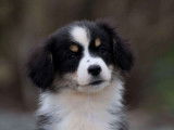 À vendre : un chiot femelle Berger Américain Miniature LOF noire tricolore