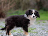 À vendre : un chiot femelle Berger Américain Miniature LOF noire tricolore