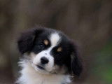 À vendre : un chiot femelle Berger Américain Miniature LOF noire tricolore