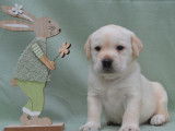 À réserver : 7 chiots Labrador Retriever LOF