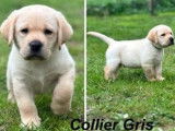 5 chiots Labrador Retrievers à la réservation (LOF)