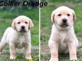 5 chiots Labrador Retrievers à la réservation (LOF)