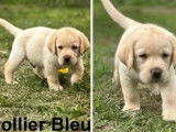 5 chiots Labrador Retrievers à la réservation (LOF)