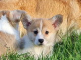 À vendre : 3 chiots Welsh Corgi Pembroke LOF